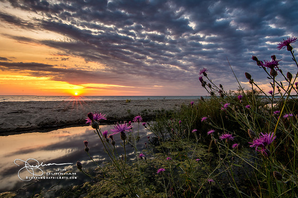 Gill's Pier Wildflowers