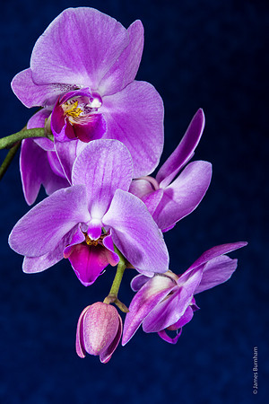 Orchid