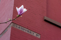 Cranberry Street Magnolia