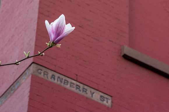 Cranberry Street Magnolia