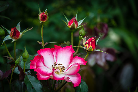 Buds 2