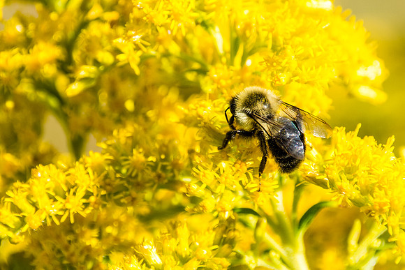 Pollinator