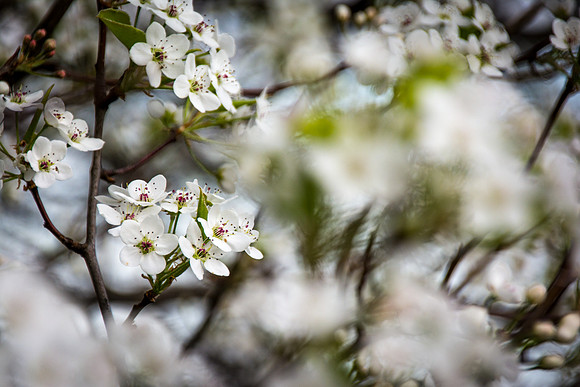 Spring Rules