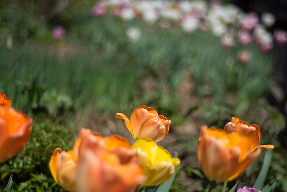 Central Park Tulips