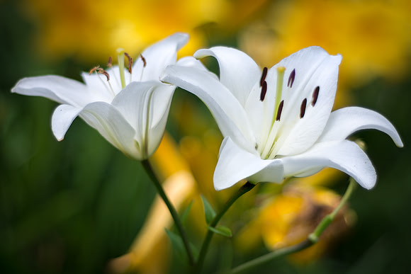 White Daylily