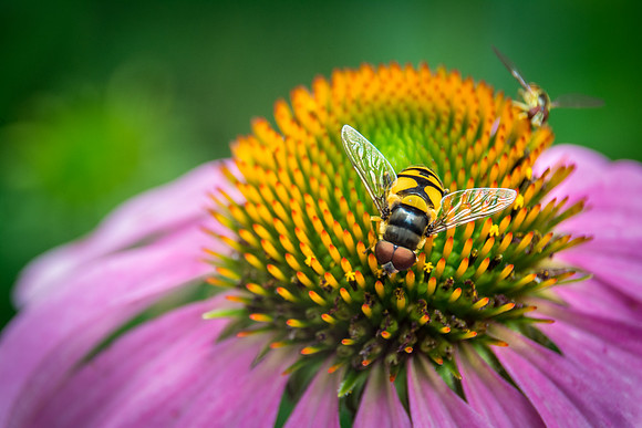 Hover Fly