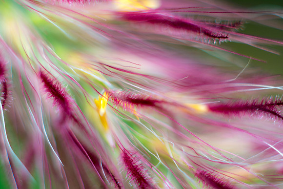 Botanical Garden #3