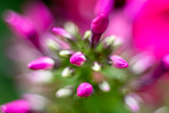 Buds #4