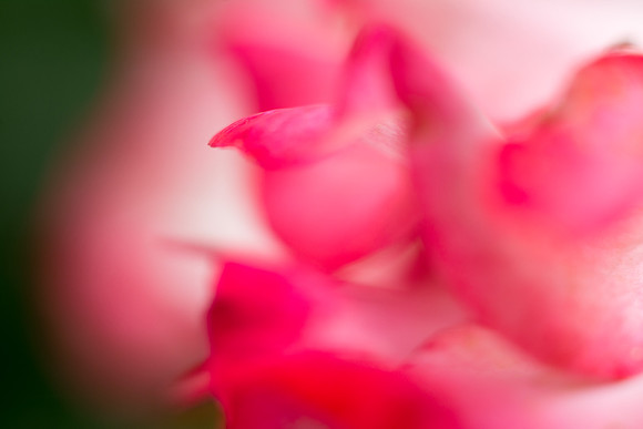 Rose Petal Abstract