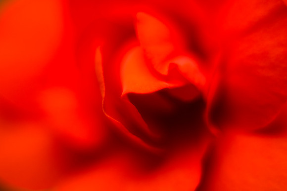 Rose Focus Abstract