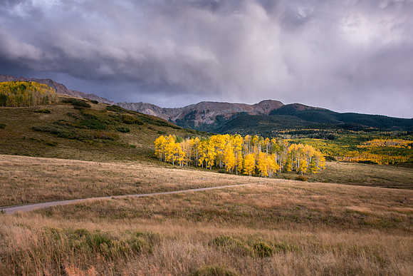 Stand of Aspens