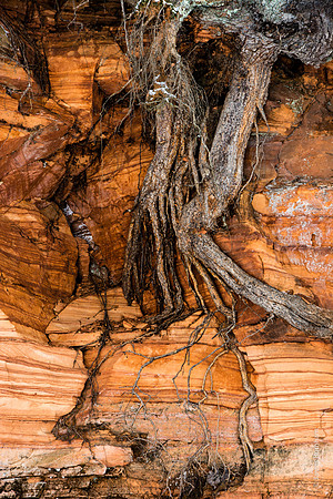 Roots #2