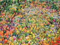 Trees, Lots and Lots of Trees (Page 40)