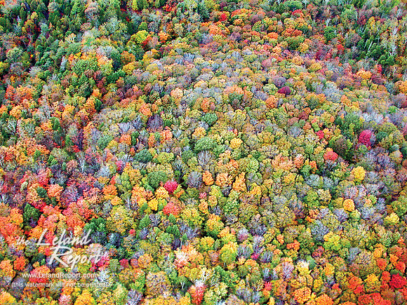 Trees, Lots and Lots of Trees (Page 40)