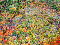 Trees, Lots and Lots of Trees