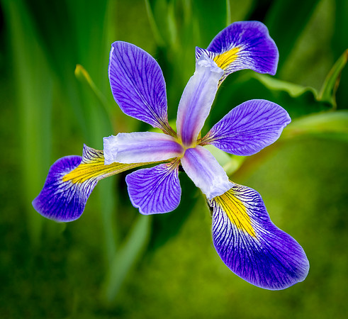 Blue Flag Iris