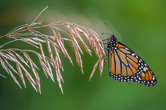 Monarch on Grass