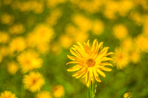 Yellow Argyranthemum