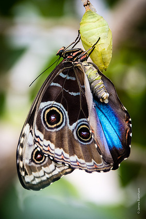 Common Blue Morpho Emerged