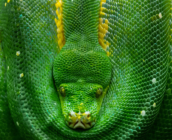 Green Tree Python