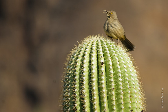 Bird on Cactus