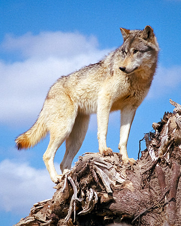Wolf in Deadfall #4