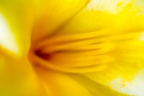 Day Lilly Abstract #2