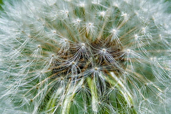 Seeds