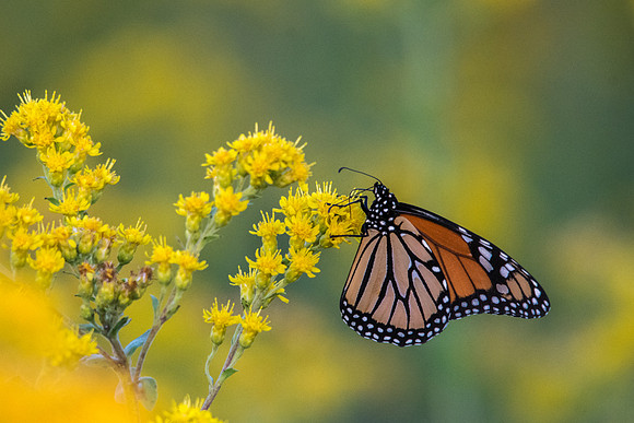 Monarch on Goldenrod (H)