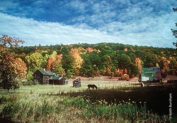 Farm and Horse