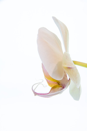 White Ordchid Profile