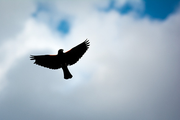 Redwing Blackbird