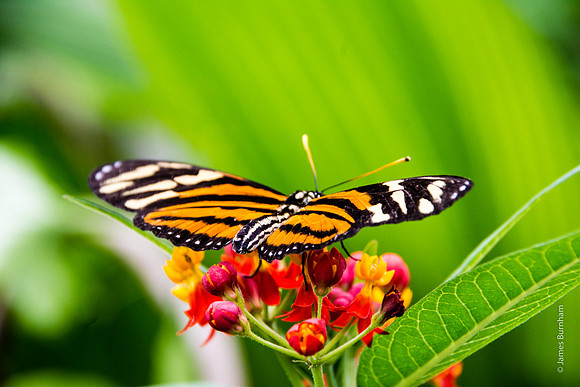 Ismenius Tiger (Helicoinius ismenius)