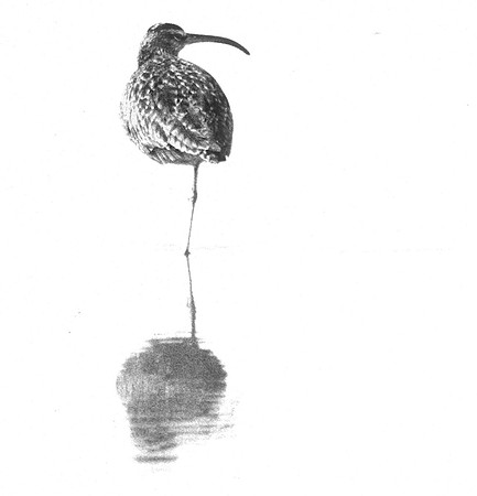 Whimbrel