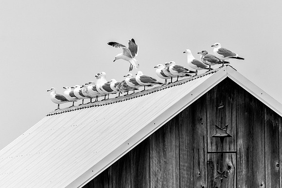 The Usual Suspects