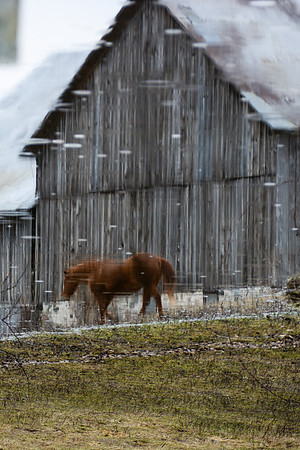 Horse