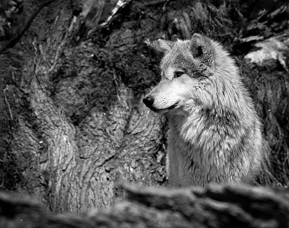 Wolf in Deadfall #3
