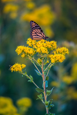 Monarch on Goldenrod (V)