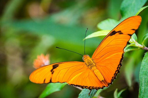 Orange Julia (Dryas iuilia)