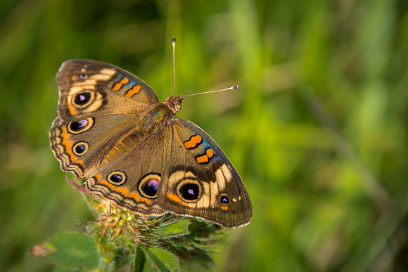 Buckeye (Junonia coenia)