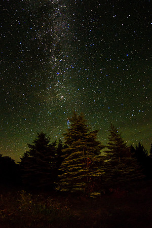 Tree and Sky