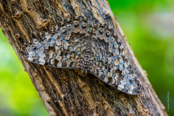 Grey Cracker (Hamadryas februa)