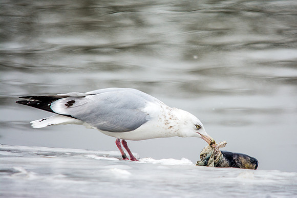 Morning Meal