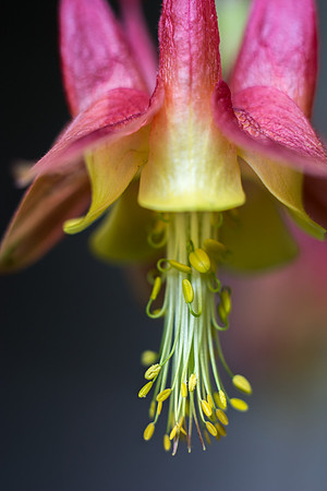 Wild Columbine