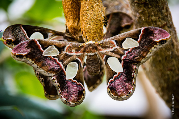 Forbes' Silkmoth
(Rothschildia forbesi)